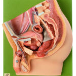 Seccion Media De La Pelvis Masculina