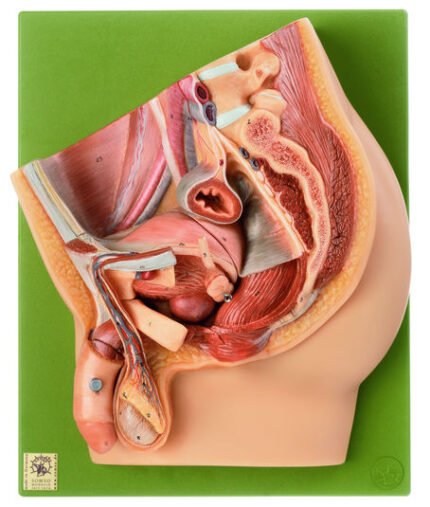 Seccion Media De La Pelvis Masculina