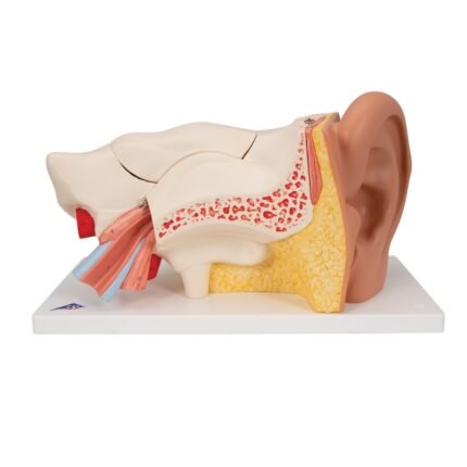 Oído, 3 veces su tamaño natural, 6 piezas.   Representación del oído externo, medio e interno. Incluye tímpano desmontable con martillo y yunque, además de laberintos con canales semicirculares, nervio coclear y nervio vestíbulococlear.
Adicionalmente incluye secciones óseas desmontables para cerrar el oído medio e interno. Sobre soporte.