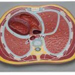 SCHEMATIC CROSS SECTION THROUGH ABDOMEN T12
